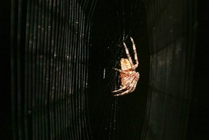 Spider webs more effective at snaring electrically charged insects - Berkeley News