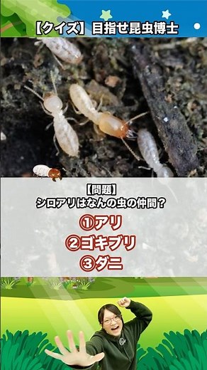 シロアリはなんの虫の仲間？｜【クイズ】目指せ昆虫博士！#カブトムシ #クワガタ #クワカブ #昆虫 #飼育方法 #初心者
