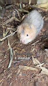 老撾熱帶雨林生存探險，完善庇護所並且製作陷阱吃上了焦香的烤竹鼠 #fblifestyle #真實戶外 #荒野求生 #荒野生存 | 终极求生者【Ultimate Survivors】