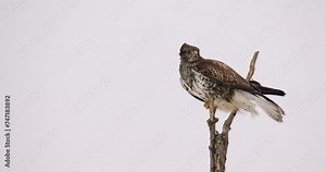Close-up footage of a common buzzard taking flight from the top of a bare tree