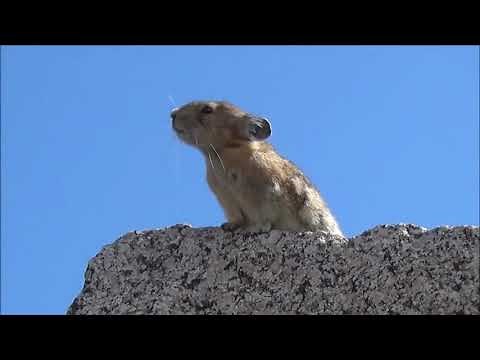 Rata cantando como Freddie Mercury - Rat sing music by Freddie Mercury