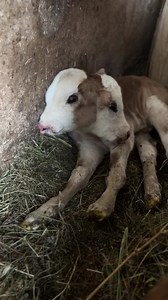 A two-headed calf a birth like this happens every one in 400 million times, she has four eyes- mouths - noses and two ears Let us think of what to call this adorable calf with two heads . lease follow us to show you more videos O#calf #adorable #twoheadedcalf #countryside #countrysidelife #incredible #cute | Tetova City