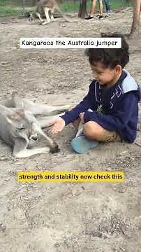Kangaroo: Amazing Facts About Australia’s Powerful Jumper! 🦘🔥