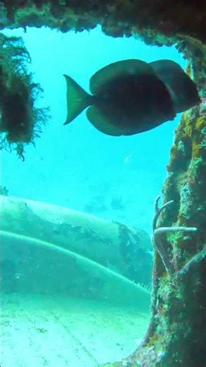 What’s Inside This Sunken Plane? (Aruba Wreck Dive) ✈️🌊
