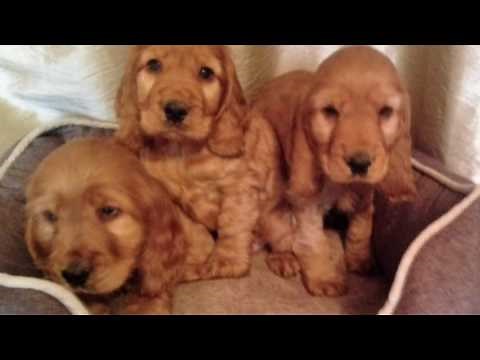 How To Take Care Of A Cocker Spaniel Puppy!