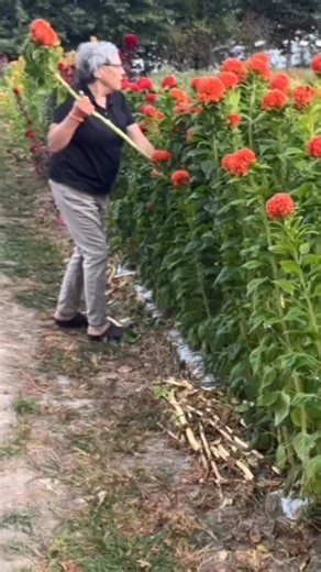 🌸 The BIG Calendar-Journal, PREORDERS ARE OPEN!!! I have created the calendar and guide that will lead you to becoming a stellar 3-season grower. My Big Calendar-Journal will guide you! 20” x 30” ,12-month calendar, $39.95 that includes my guide. This is what guided my flower farm for over a decade— 🌸Presale purchases get a bonus LIVE Workshop to fill in your planting windows—-🌸 Know when to plant what!! #gardenersworkshopfarm https://thegardenersworkshop.com/products/🌸big-calendar-journal-c