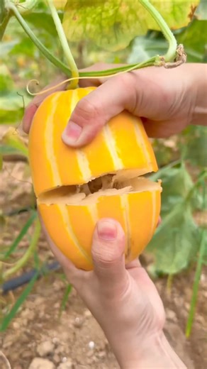 This is what fresh, sweet Korean melon look like 🍈🌱 #melon #gardening #viral #growyourownfood