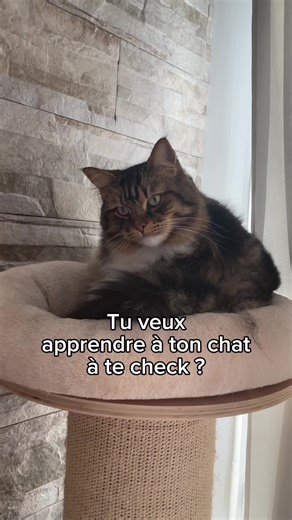 Apprendre des tours à son chat avec les friandises CATISFACTIONS