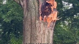 记录一棵参天大树自然倒地的全过程，视频里能清晰地听到树木断裂的“咔嚓”声