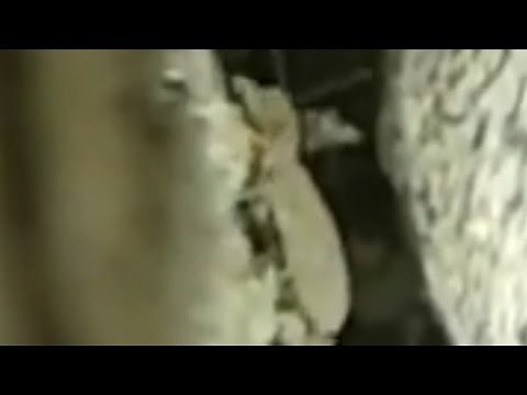 BOOK LICE* Psocids ( Liposceladidae ) LIVE video of book lice eating, reproducing, living.