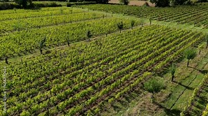 Agroecological transition and climate change in viticulture, fruit tree plantations between vineyard plots, Sauternes, Gironde, France, High quality 4k footage