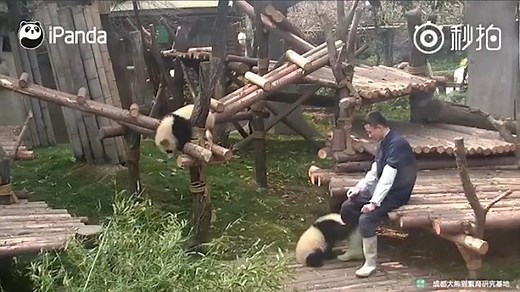 Sad panda rushes to keeper after being bullied by sibling