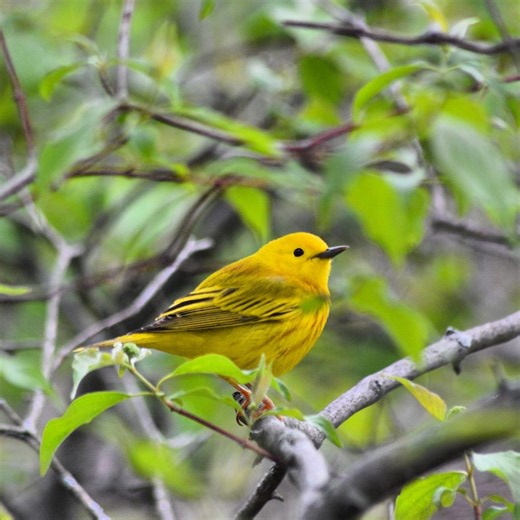 10 wood warblers to look for in spring