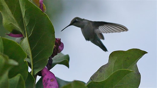 The hummingbird migration is underway. How soon will they arrive in Wisconsin?