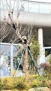 🐼Ke Dou the giant #panda: 🐾Watch me climb a tree, y'all!🌳