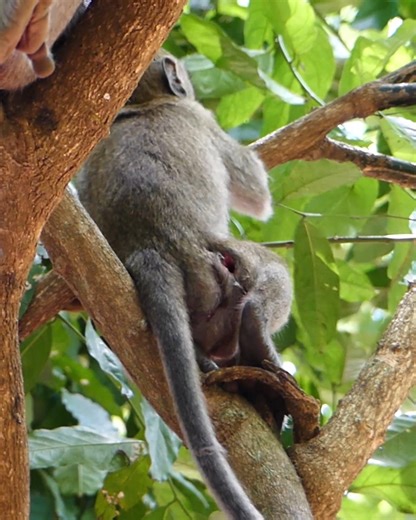 Poor small monkey got injured with hard to walk | Monkey Save