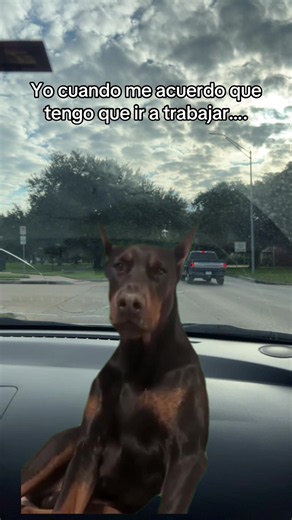 Yo cuando me acuerdo que tengo que ir a trabajar — meme de perro gracioso