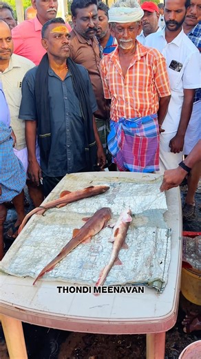 🐬💁உயிர் சுறா மீன், ஊதா கால் நண்டு ஏலம் விடும் காட்சி.!!💯📈#thondi #thondimeenavan