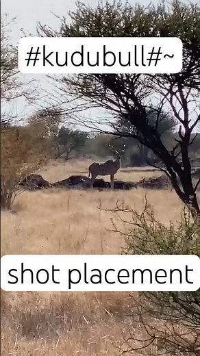 @Greater kudu bull# perfect shot#heartshot#hunting#worldwidehunter#huntingadventures#shotplacent#