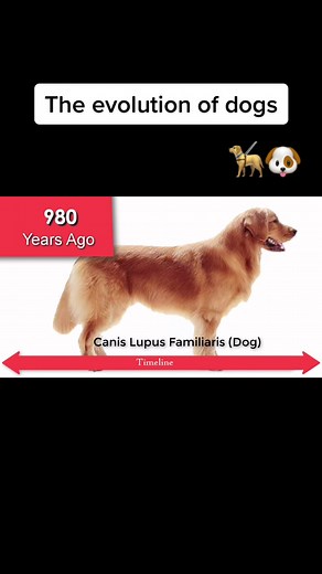 Exploring the Fascinating Evolution of Dogs