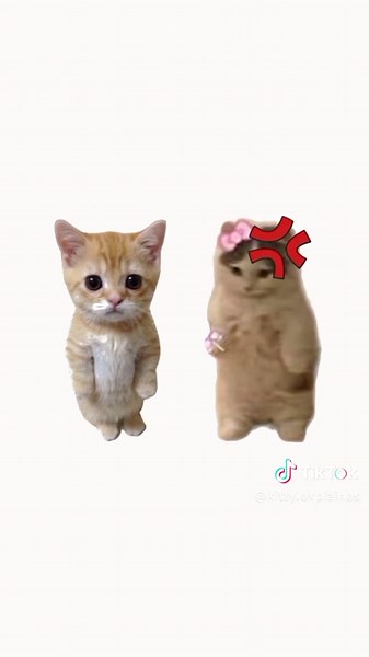 How Cats Explain Baby-Making in a Cute Way