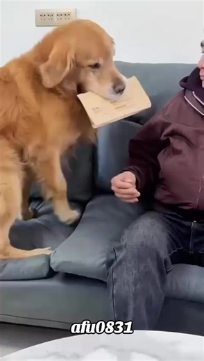 Funny Dog Moments: Adorable TikTok Clips