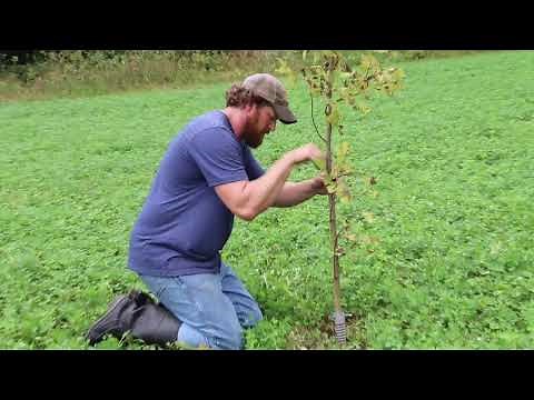 Licking Stick Setup and Results
