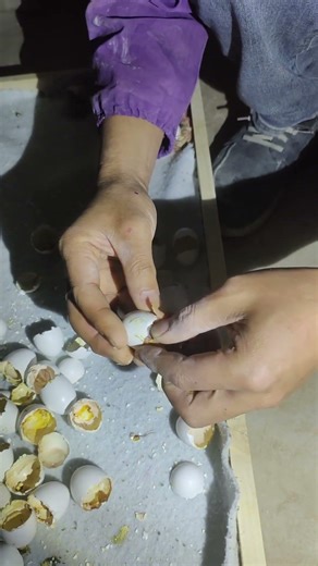 Helping a Chick Hatch – Assisting Baby Pigeon Out of Egg 🐣🕊️”#PigeonHatching #BabyPigeon