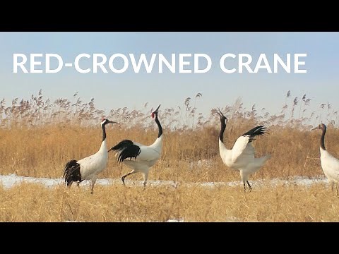 Beautiful Crane Dance | Red Crowned Crane Call | Crane Mating Dance