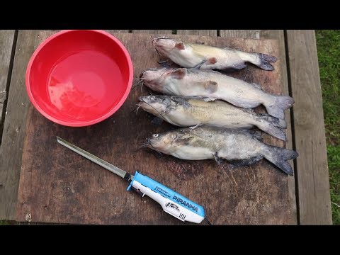 How to fillet a catfish quickly and easily