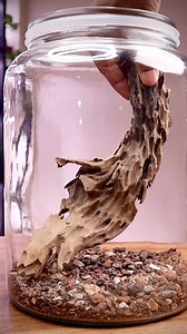 Creating hardscape for the tree trunk terrarium #terrarium #hardscape #terrascape #reelsfb | The Urban Nemophilist