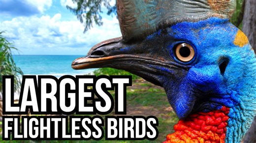 Which continent has the largest flightless bird