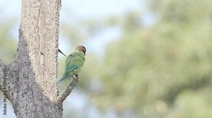 Green Parrot Flying In And Sat On Tree In Nature Park In Slow Motion