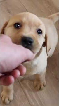 12 Lab Puppies Playing!!