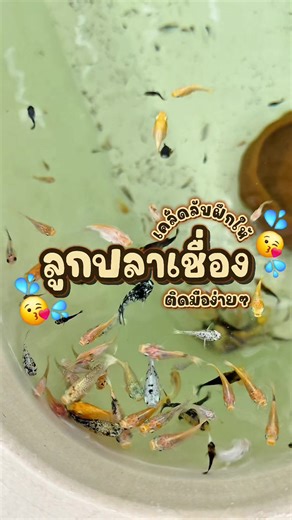 ✿เลี้ยงปลากับโจ้✿ บน TikTok