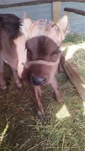 The calves started eating grass #animals #farmlife