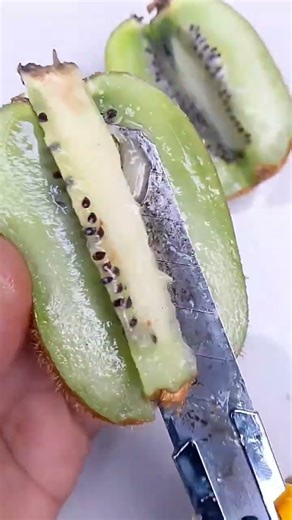 Air layering propagation technique using kiwi.#bonsai #bonsaitree #bonsailovers #fblifestyle