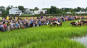 Pony Swim 2019: Take the free shuttle and watch the ponies swim