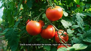 1.9K reactions · 279 shares | Dacă îți dorești să cultivi tomate cu creștere nedeterminată, cu legare bună la temperaturi scăzute și rezistență la TSWV, îți recomandăm #Vitara_F1. Acest hibrid a fost testat și la ferma Marcoser și vă invităm să vizionați următorul clip pentru a afla mai multe despre caracteristicile acestuia. ✅Pentru alte detalii, accesați următorul link: https://bit.ly/3mA81Kk | Marcoser | Facebook