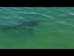Crane Beach closed to swimming after Great White shark sighting