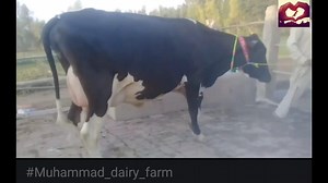 17K views · 1.3K reactions | Muhammad dairy farm ( محمد ڈیری فارم ) Maweshi Mandi tv,janwar ok, karnana channel, Anmol smart cattle farming,sohna Punjab TV, Arshad Ali TV,mrg TV, super TV,apna Dee's Punjab TV, farming and business ideas, animal Pak, village info,goat farming,ts knowledge TV | مویشی منڈی Tv | Facebook