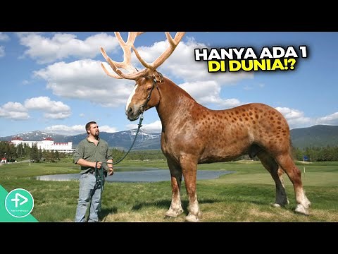 Hampir Mustahil Terlihat! Hewan Ras Silang Terlangka Di Dunia