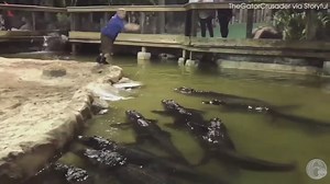 Trainer jumps into gator-filled pool