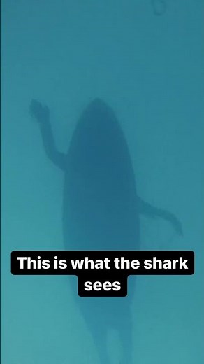 Sharks can't tell the difference between a surfer and a seal | The Royal Society