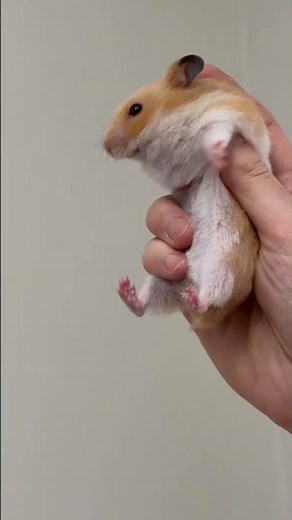 Developments in my hamster's cancer...