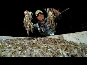 Loading the Boat with SHRIMP | Shrimping Catch and Cook