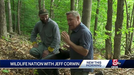 Mass. native Jeff Corwin hosting new wildlife show