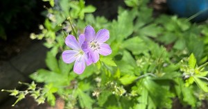 Avoiding invasive and prohibited plant species in your garden