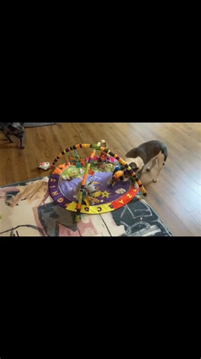 After 9 weeks of seclusion and very limited exposure to my adults… little man is doing so well learning how to socialize and experience dog life as well as human play time ❤️ I couldn’t have done this without the support from Dr @flowerchildhb7 and her team at Hook’s Pet Clinic 🫶 #ilovemyfrenchie #cutepuppies #nashville #memphis #tn #frenchbulldog_feature #frenchiefeatures #nashvillefrenchies #memphisfrenchies #nashvilletnfrenchies #memphistnfrenchies #frenchbulldogfeature #frenchiebabies #fren