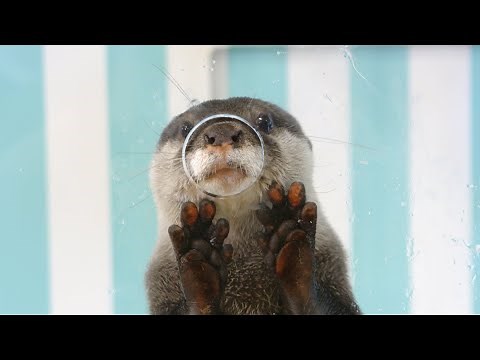 【みやじマリンTVスペシャル】宮島水族館のアイドル！コツメカワウソ大特集！